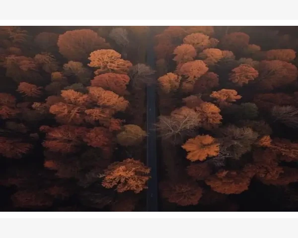 姨妈期补血吃什么？教你中医调理之道